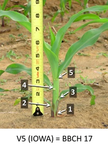 Фази розвитку кукурудзи